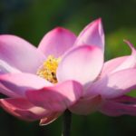 Identifique plantas em segundos: aplicativos para identificar plantas