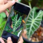 Explore a Natureza com aplicativo gratuito para identificar plantas