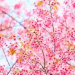 Explore a Flora com Aplicativo para Identificar Plantas
