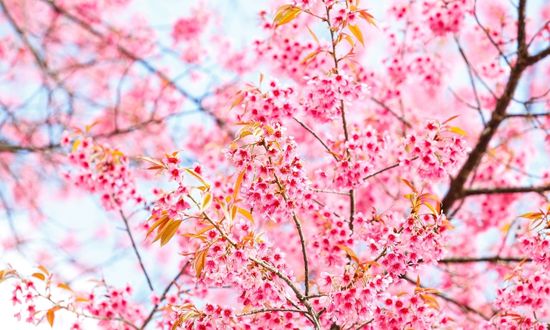 Identificar plantas