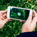 Aplicativo para reconhecer plantas e flores: guia fácil