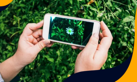 identificar plantas